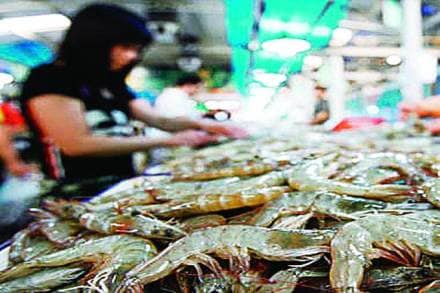 sea food, fish export