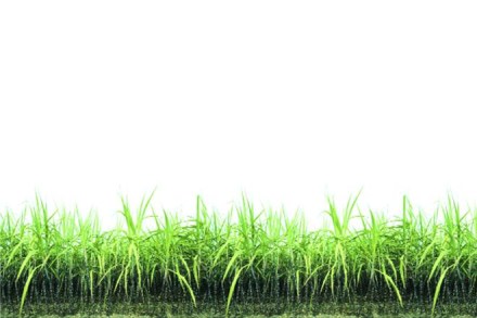 sugar, sugar mills, isma sugar, sugar mills, isma