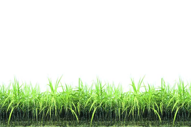 sugar, sugar mills, isma
