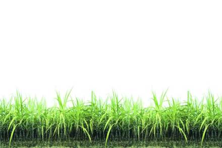 sugar, sugar mills, isma sugar, sugar mills, isma