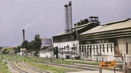 sugar, sugar production, canes cultivation sugar, sugar production, canes cultivation