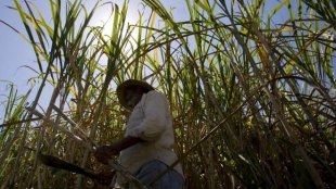 sugar cane, Brazil, sugar mills