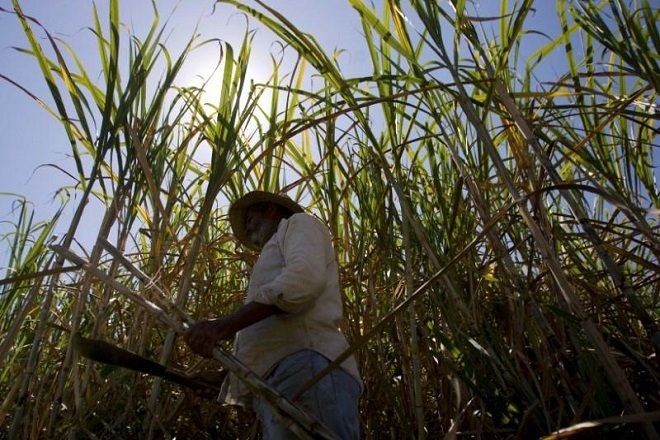 sugar cane, Brazil, sugar mills