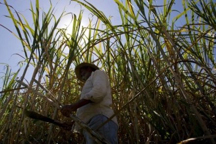 sugar cane, Brazil, sugar mills