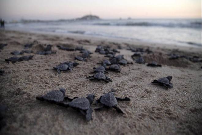 baby turtle, news on turtle, latest news on turtle, cooler egg incubation temperature, science news, latest news on science