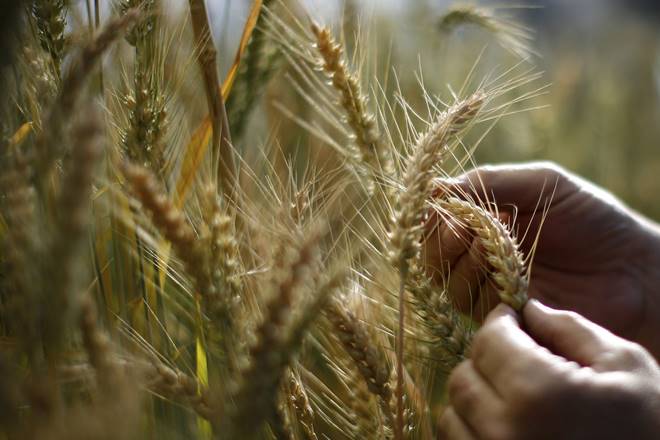 wheat production, Wheat procurement in india, FCI, Haryana, Punjab, Madhya Pradesh, Rajasthan