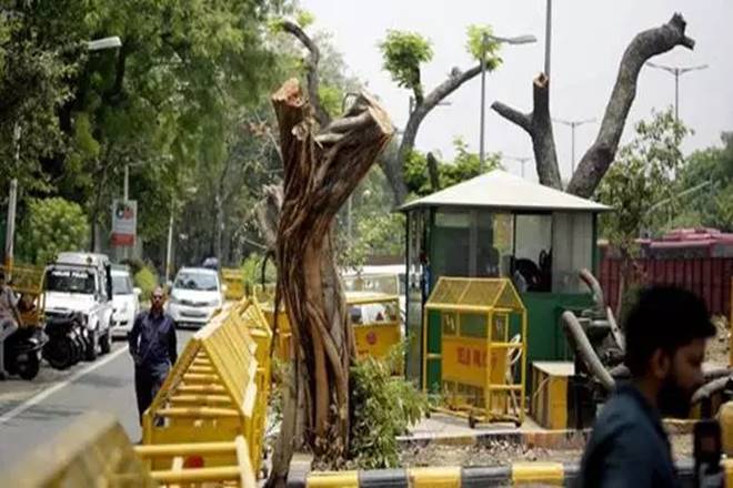Trees cut outside Deputy Chief Minister Manish Sisodia’s residence. (Image: IE)