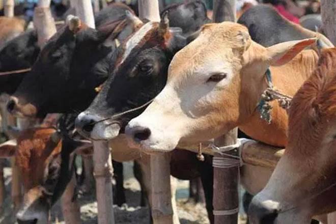 'Gaushala' is offering a 'cow safari' in Rajasthan. (Image: PTI)