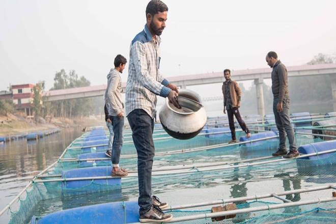 Kerala cage-farming project to augment fish production