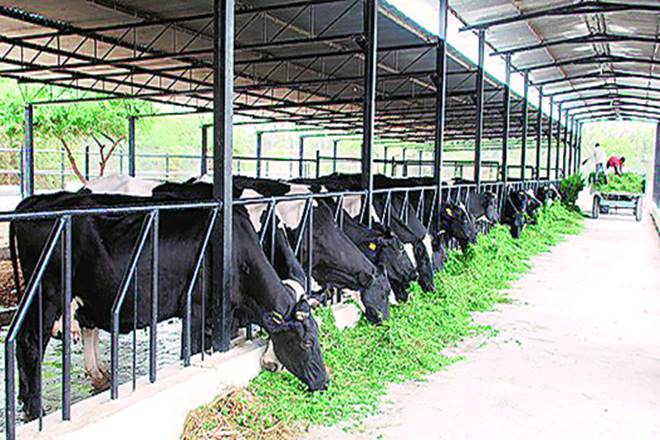 Private dairies in Maha cut cow milk prices Private dairies in Maha cut cow milk prices