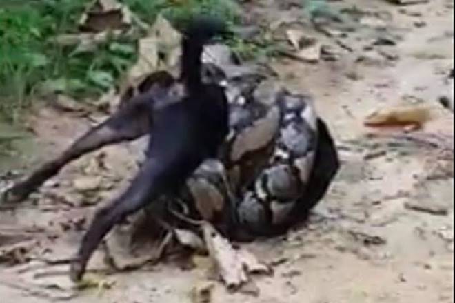 python video, thailand python video, viral video, shocking video of python, python strangles dog, world news