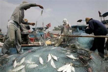 The total marine fish landings in India (excluding Andaman & Nicobar and Lakshadweep islands) in 2017 was 3.83 million tonne. (Representational image: Reuters)