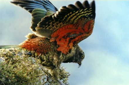 Keas possess intelligence similar to primates and they are able to solve logic puzzles and enjoy a good challenge