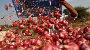 onion production, onion prices, onion price rise, onion mandis