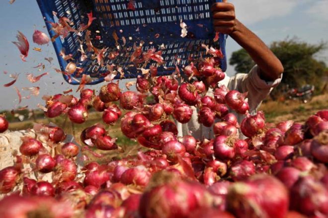 onion production, onion prices, onion price rise, onion mandis onion production, onion prices, onion price rise, onion mandis