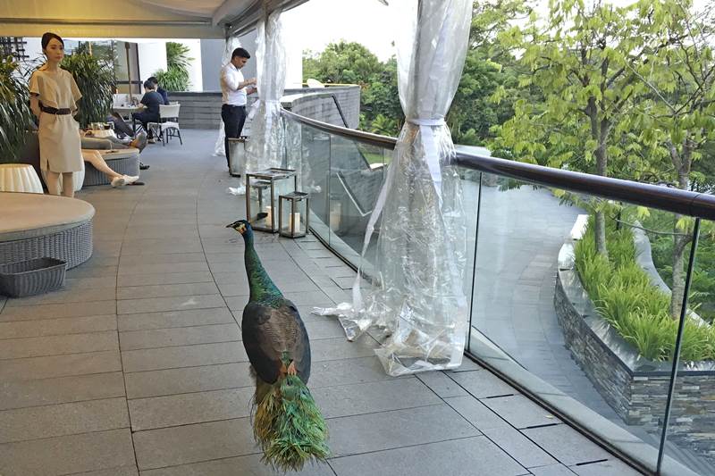 Capella Hotel, a luxury resort, was chosen as the venue for the nuclear talks. A peacock walks on a terrace at the Capella Hotel on the picturesque Sentosa Island in Singapore. (AP photo)