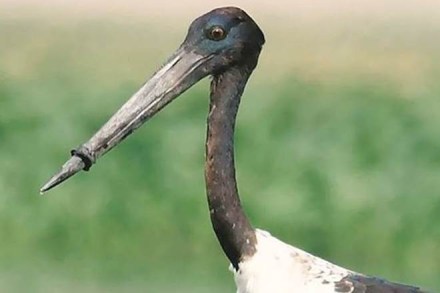 A search for the bird started from Friday morning in Gurugram’s Basai wetland.(IE Photo)