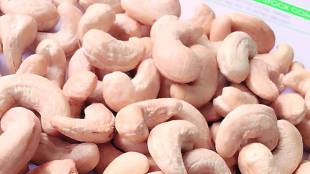cashew kernel, cashew kernel import, cashew kernel export duty