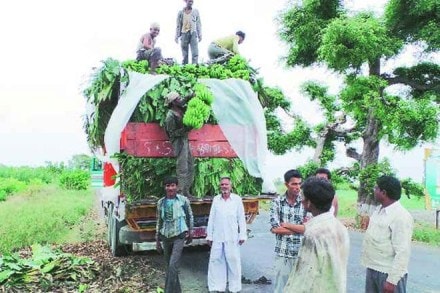 Jalgaon, Banana City of India, Banana Republic, Maharashtra 