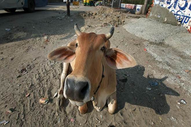 Karnataka, cow slaughter, Muslim cleric remark on cow sacrifice, ban on cow slaughter, Vijayapura, cow sacrifice in Karnataka, Basanagouda Patil Yatnal, JDS-Congress coalition Karnataka, cow slaughter, Muslim cleric remark on cow sacrifice, ban on cow slaughter, Vijayapura, cow sacrifice in Karnataka, Basanagouda Patil Yatnal, JDS-Congress coalition