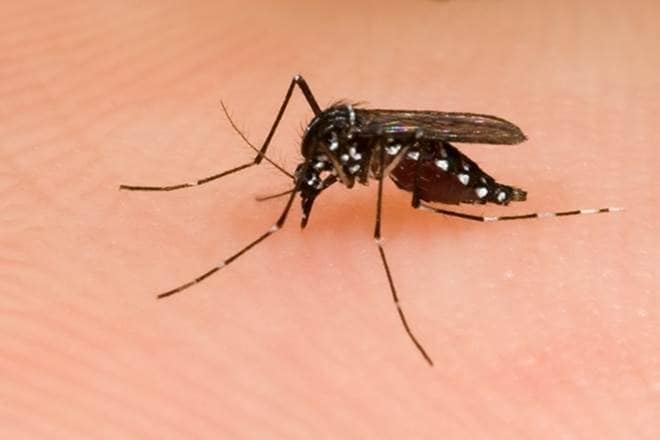 Malaria alert, news on Malaria, latest news on Malaria, malaria in delhi, Anil Baijal, vector borne diseases