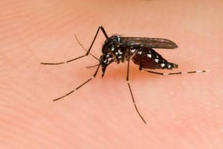Malaria alert, news on Malaria, latest news on Malaria, malaria in delhi, Anil Baijal, vector borne diseases