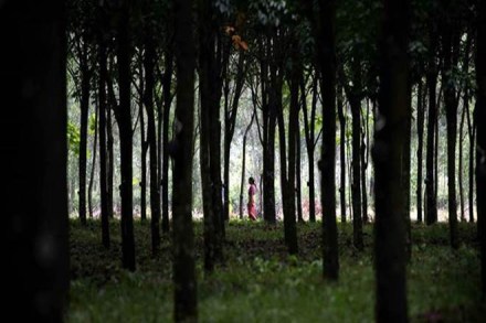 India forest cover, Harsh Vardhan, Andaman and Nicobar Islands, Arunachal Pradesh, Madhya Pradesh India forest cover, Harsh Vardhan, Andaman and Nicobar Islands, Arunachal Pradesh, Madhya Pradesh