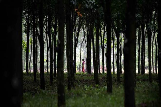 India forest cover, Harsh Vardhan, Andaman and Nicobar Islands,  Arunachal Pradesh, Madhya Pradesh