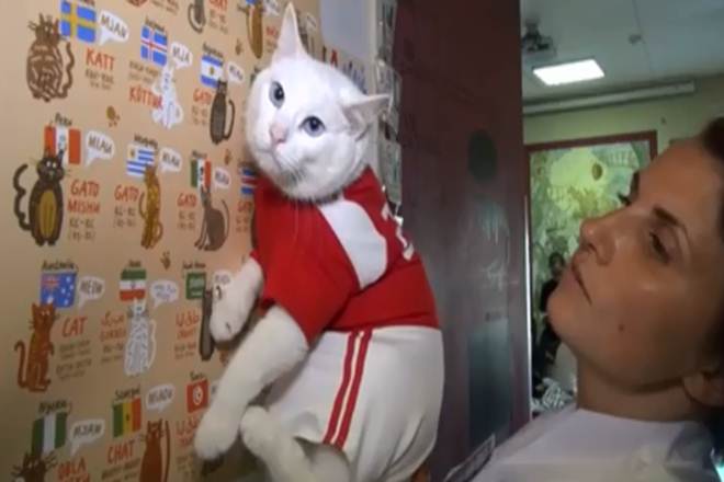 FIFA World Cup 2018, Rember Paul, Octopus, Hermitage oracle cat, Russia-Saudi Arabia opener