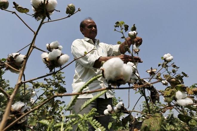 cotton, cotton market, bloomberg, donald trump, donald trump jr, us china trade war, india cotton