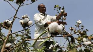cotton, cotton market, bloomberg, donald trump, donald trump jr, us china trade war, india cotton