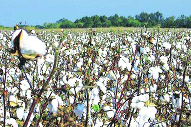cotton, cotton industry, cotton sector cotton, cotton industry, cotton sector