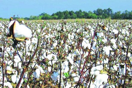 cotton, cotton industry, cotton sector cotton, cotton industry, cotton sector