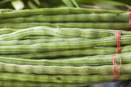 drumstick benefits drumstick benefits