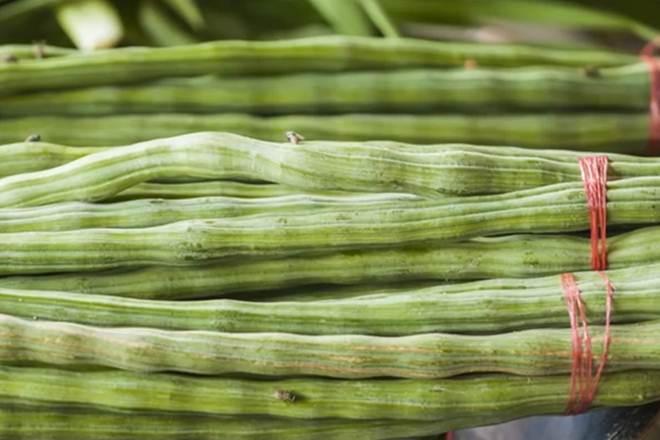 drumstick benefits drumstick benefits