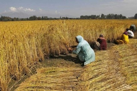 indian farming, agriculture, crop loss compensation, practising agriculture