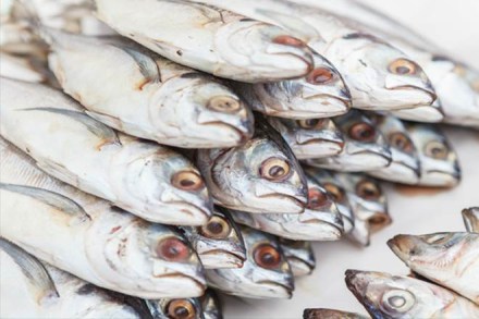 6,000 kgs of prawns preserved in formaldehyde were seized in Kerala (PTI) 6,000 kgs of prawns preserved in formaldehyde were seized in Kerala (PTI)