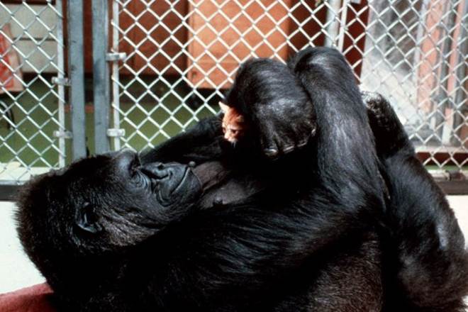 Koko never became a mother. Instead, she had a series of kittens as pets. (Source: AP)
Koko never became a mother. Instead, she had a series of kittens as pets. (Source: AP)
