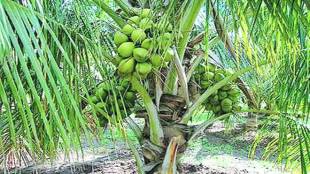 grape, Grape exports, europe, Grape Exporters, commodities, markets