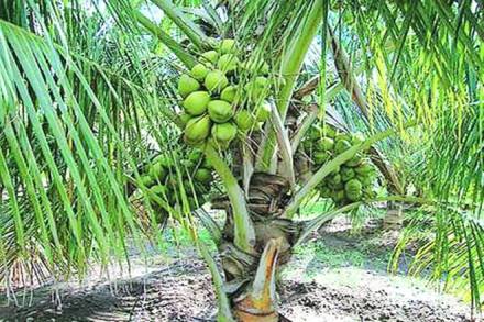 grape, Grape exports, europe, Grape Exporters, commodities, markets