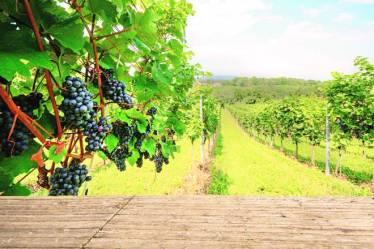 australia, wine, australian wine, wine taste