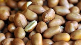 Gujarat, Gujarat government, Nafed groundnut procurement,  minimum support price, Grofed, groundnut in Gujarat