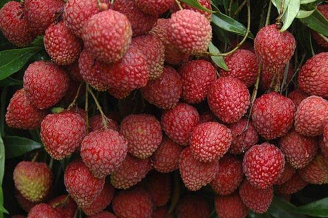 shahi litchi, shahi litchi muzaffarpur, shahi litchi in india, shahi variety of litchi, litchi, fruit, GI tag, Geographical Indications