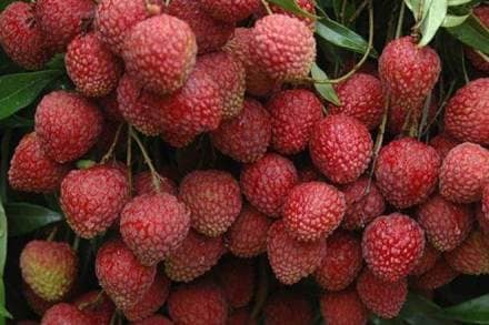 shahi litchi, shahi litchi muzaffarpur, shahi litchi in india, shahi variety of litchi, litchi, fruit, GI tag, Geographical Indications