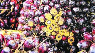 oilmeal, oilmealexports, south korea