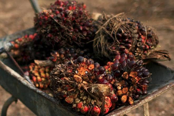 Global palm oil output likely to drop after 2022 