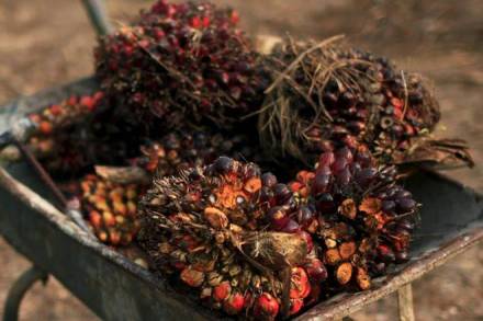 Global palm oil output likely to drop after 2022 