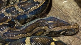 Indonesian woman, giant python, python