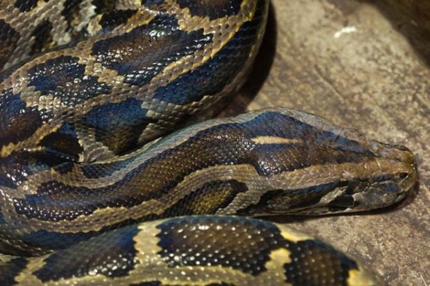 Indonesian woman, giant python, python Indonesian woman, giant python, python