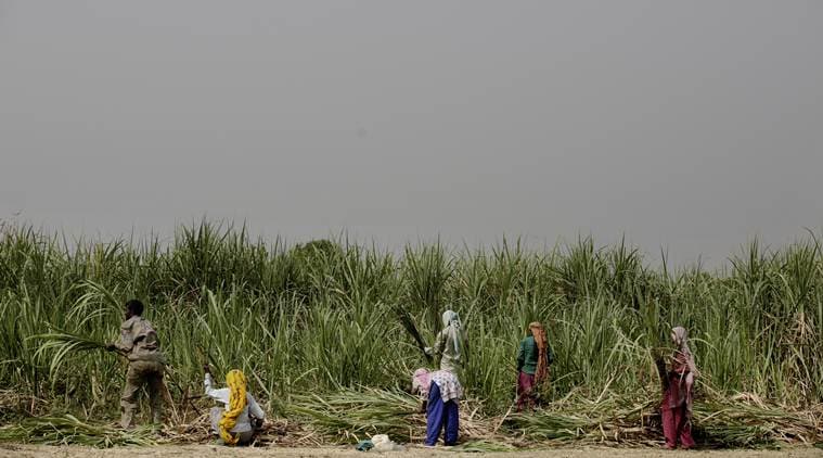 Underlying the importance of ethanol, Yogi writes that the enhanced production of molasses can be used for the government’s ambitious ethanol blending programme. 
